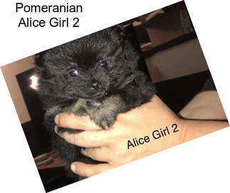 Pomeranian Alice Girl 2