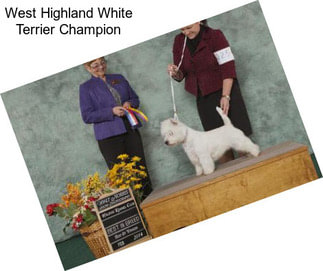 West Highland White Terrier Champion