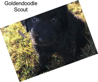 Goldendoodle Scout