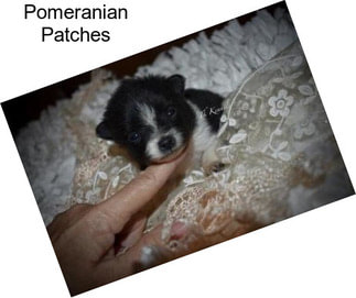 Pomeranian Patches