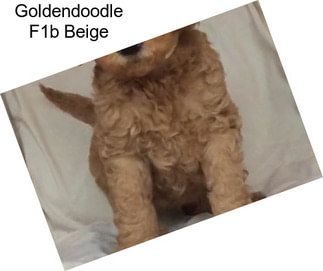 Goldendoodle F1b Beige