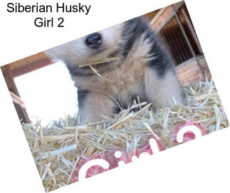 Siberian Husky Girl 2