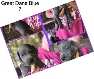 Great Dane Blue 7