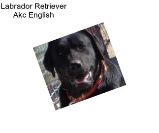 Labrador Retriever Akc English