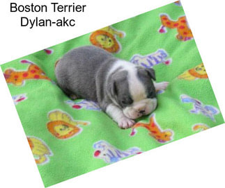 Boston Terrier Dylan-akc