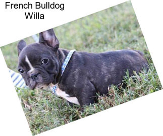 French Bulldog Willa