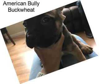 American Bully Buckwheat