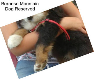 Bernese Mountain Dog Reserved