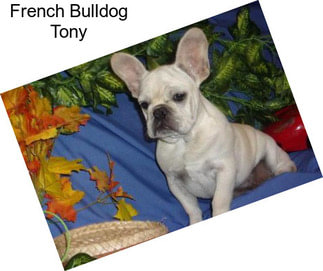 French Bulldog Tony