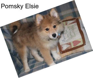 Pomsky Elsie