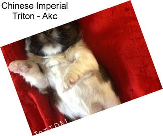 Chinese Imperial Triton - Akc