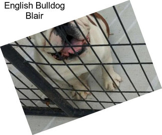 English Bulldog Blair
