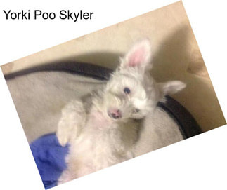 Yorki Poo Skyler