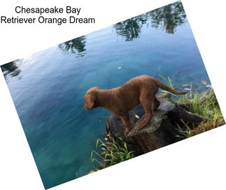 Chesapeake Bay Retriever Orange Dream