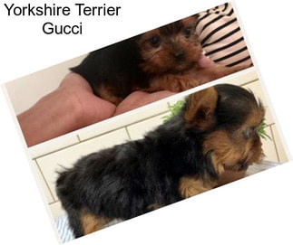 Yorkshire Terrier Gucci