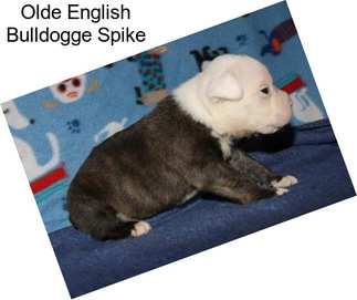 Olde English Bulldogge Spike