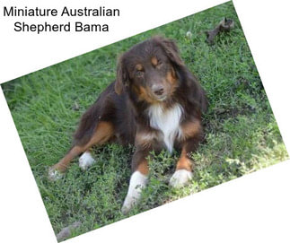 Miniature Australian Shepherd Bama