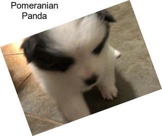 Pomeranian Panda