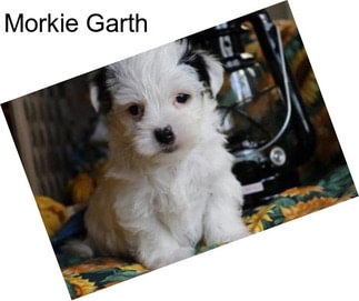 Morkie Garth