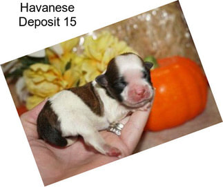 Havanese Deposit 15