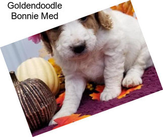 Goldendoodle Bonnie Med