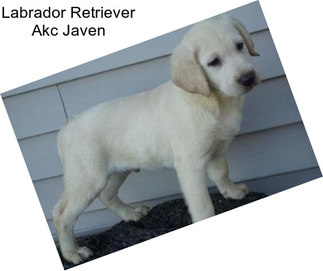 Labrador Retriever Akc Javen