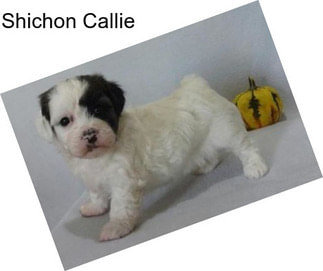 Shichon Callie