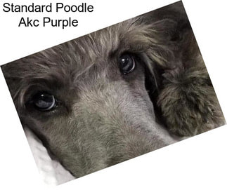 Standard Poodle Akc Purple