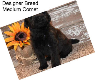 Designer Breed Medium Comet