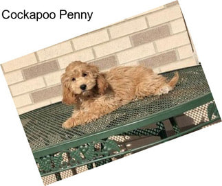 Cockapoo Penny