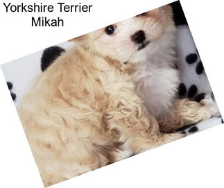 Yorkshire Terrier Mikah