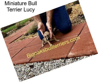 Miniature Bull Terrier Lucy