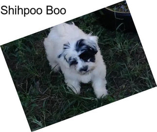 Shihpoo Boo