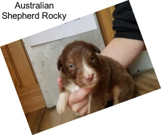 Australian Shepherd Rocky