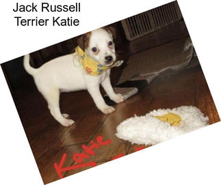 Jack Russell Terrier Katie