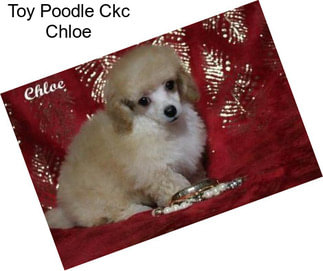 Toy Poodle Ckc Chloe