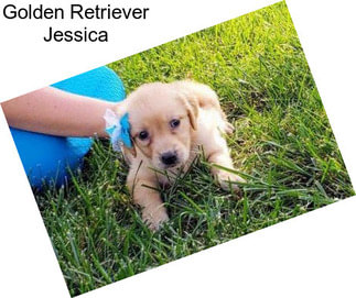 Golden Retriever Jessica