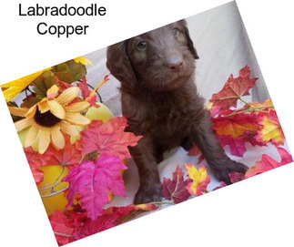 Labradoodle Copper