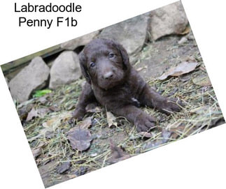 Labradoodle Penny F1b