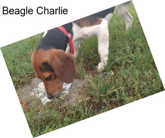 Beagle Charlie