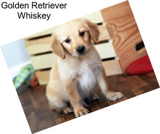 Golden Retriever Whiskey