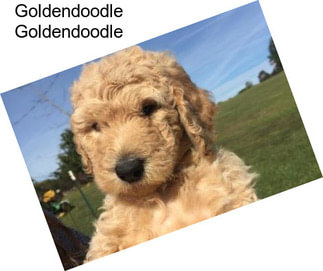 Goldendoodle Goldendoodle