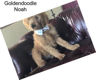 Goldendoodle Noah