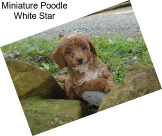 Miniature Poodle White Star