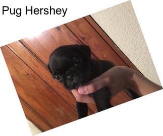 Pug Hershey