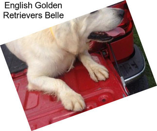 English Golden Retrievers Belle