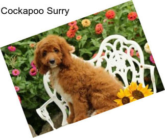 Cockapoo Surry