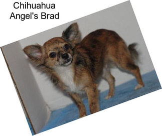 Chihuahua Angel\'s Brad