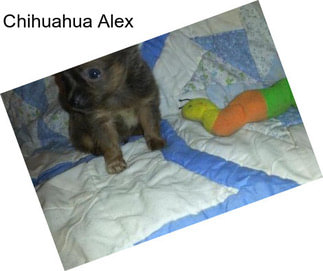 Chihuahua Alex