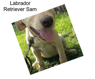 Labrador Retriever Sam